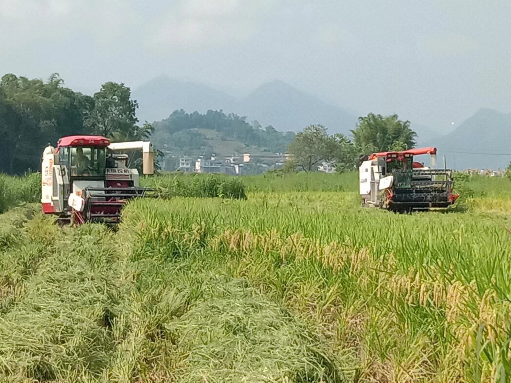 桂林荔浦修仁镇：稻谷生产加工全程机械化 智能化赋能农业新质生产力(图1)